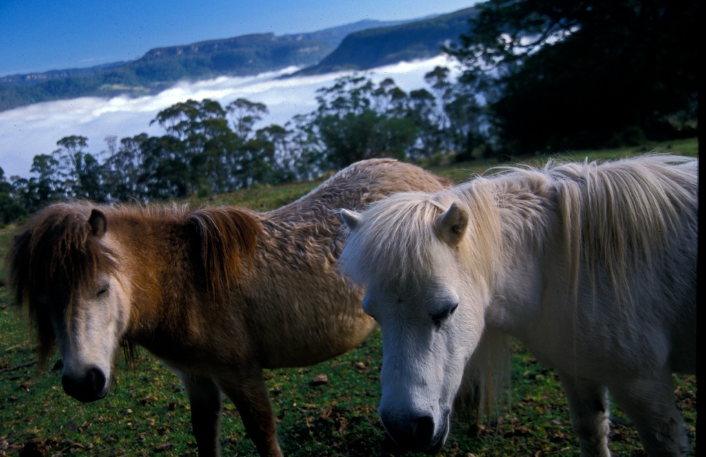 AU kangoroo valley-horses