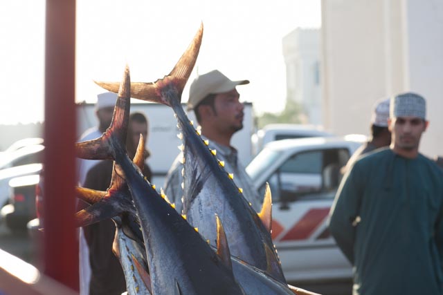 Oman-Sur yellow fin Tuna