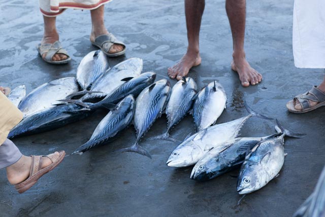 Oman-sur-Fish