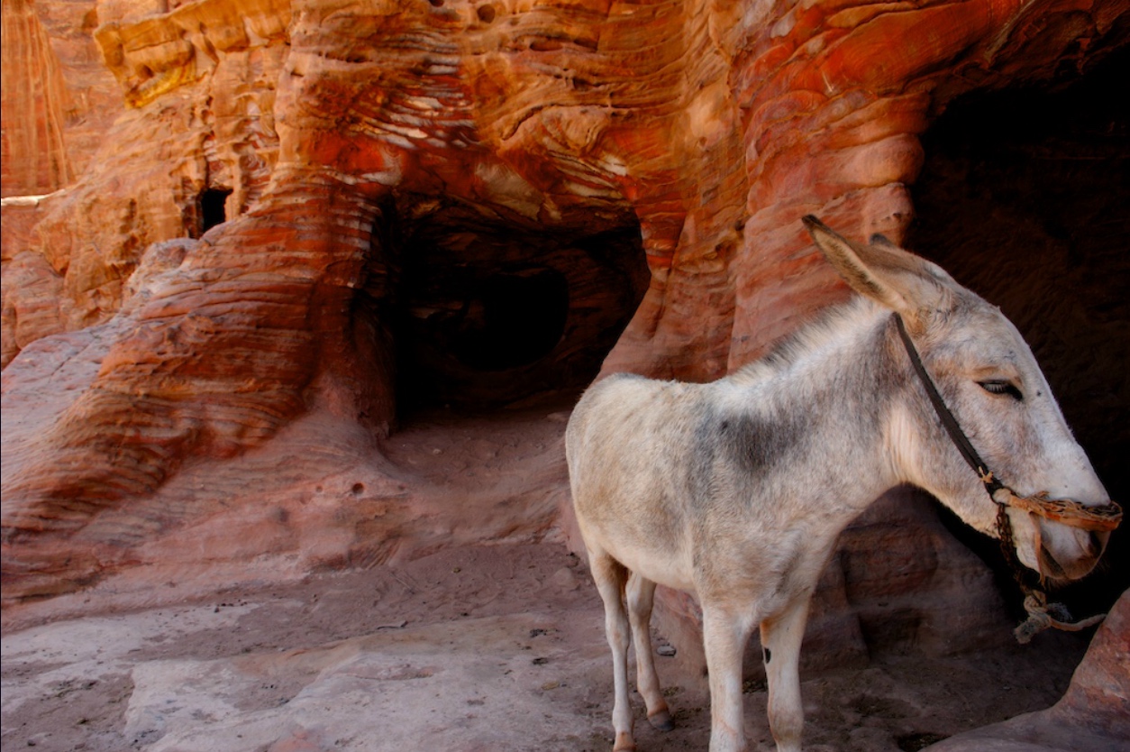 Petra-donkey