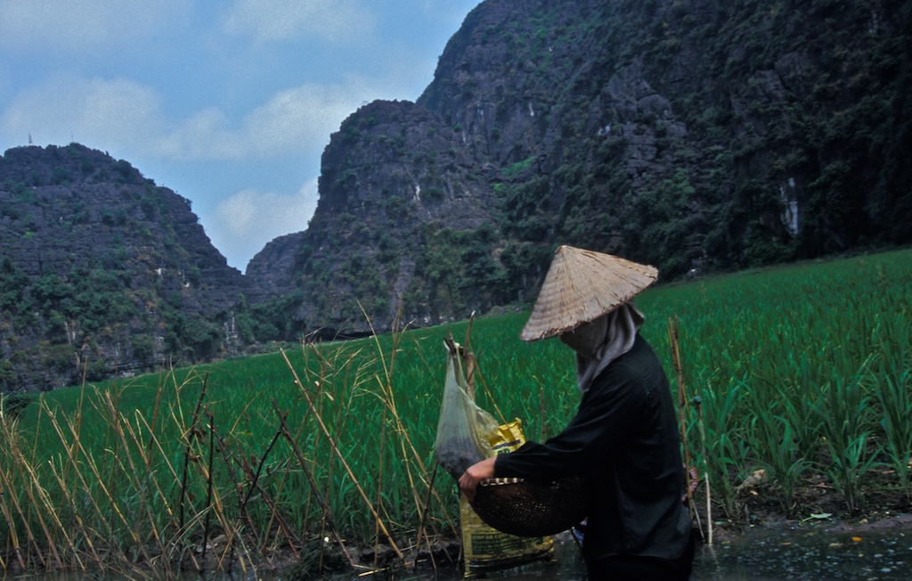 Vietnam-rice field -farmer